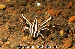 I think its called a Spider Crab. I may be Wrong but anot... by Adrian Schokman 